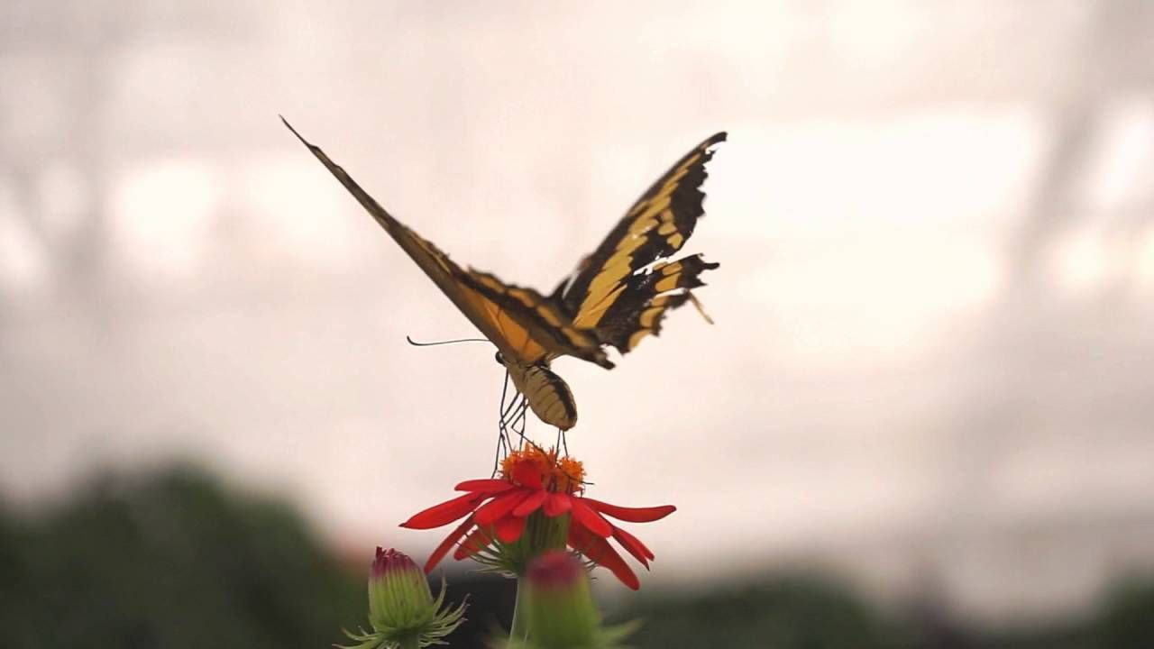 BUTTERFLY EXPO
